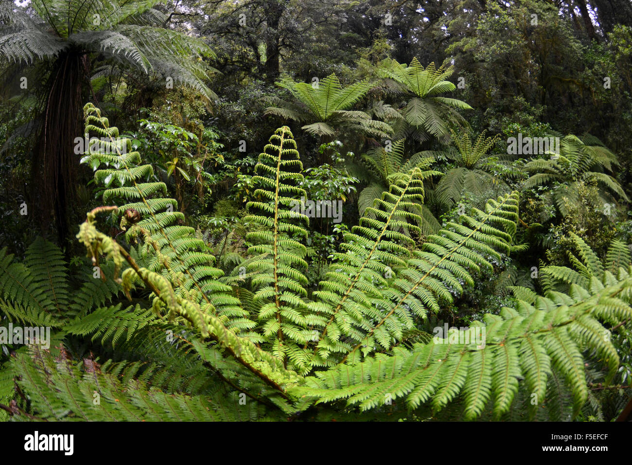 Forêt de fougères à 'l'Abîme', Milford Sound, Fiordland National Park, South Island, New Zealand Banque D'Images