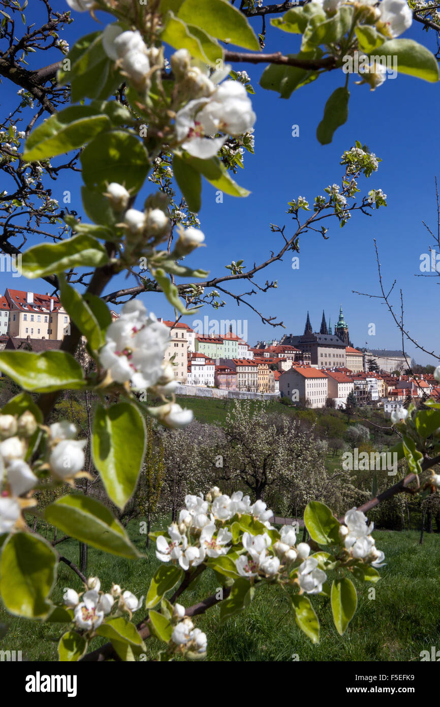 Vue sur le château de Prague, de la floraison la colline de Petrin, Prague, République Tchèque, Europe Banque D'Images