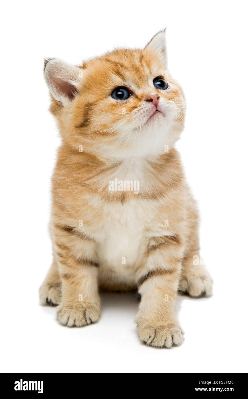 Petit chaton de la race, la coloration de marbre rouge. L'âge d'un mois. Isolated on white Banque D'Images