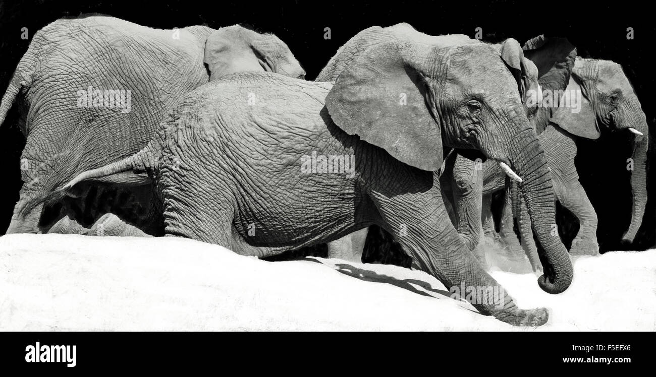 Troupeau d'éléphants marchant vers un trou d'eau avec un éléphant s'agenouillant sur ses pattes arrière et glissant dans le sable, Afrique du Sud Banque D'Images