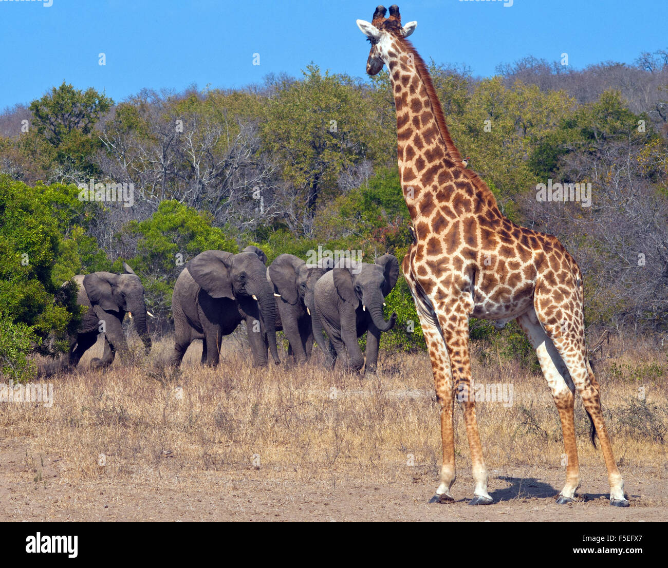 Girafe et troupeau d'éléphants, Afrique du Sud Banque D'Images