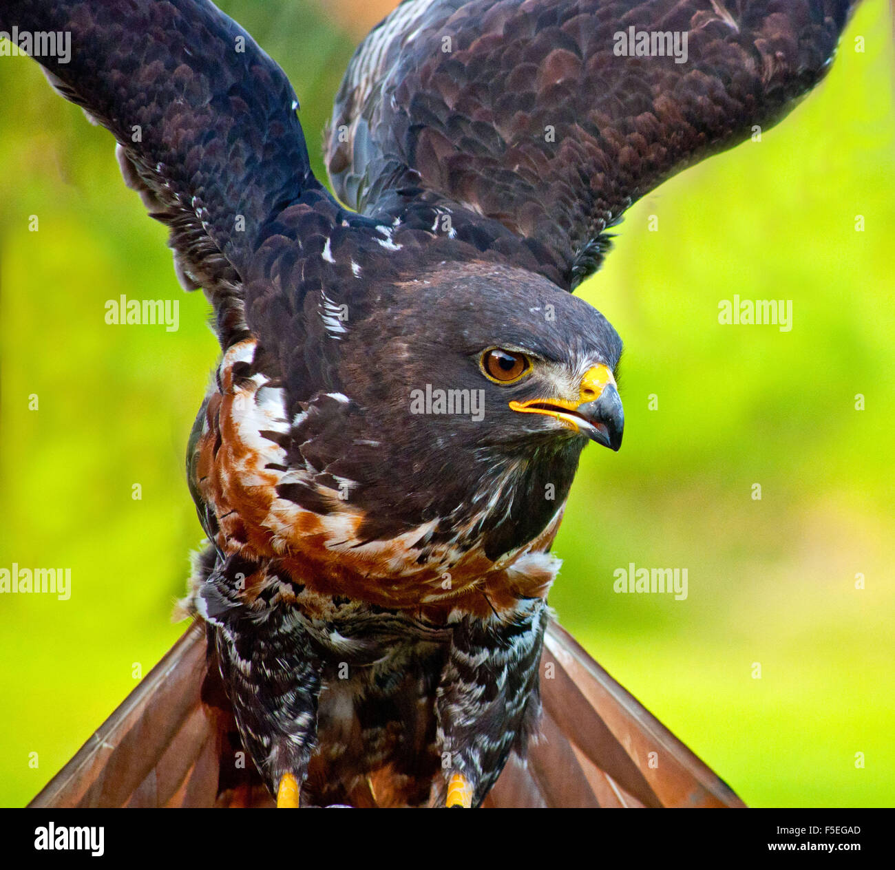 Eagle avec ailes déployées, Western Cape, Afrique du Sud Banque D'Images