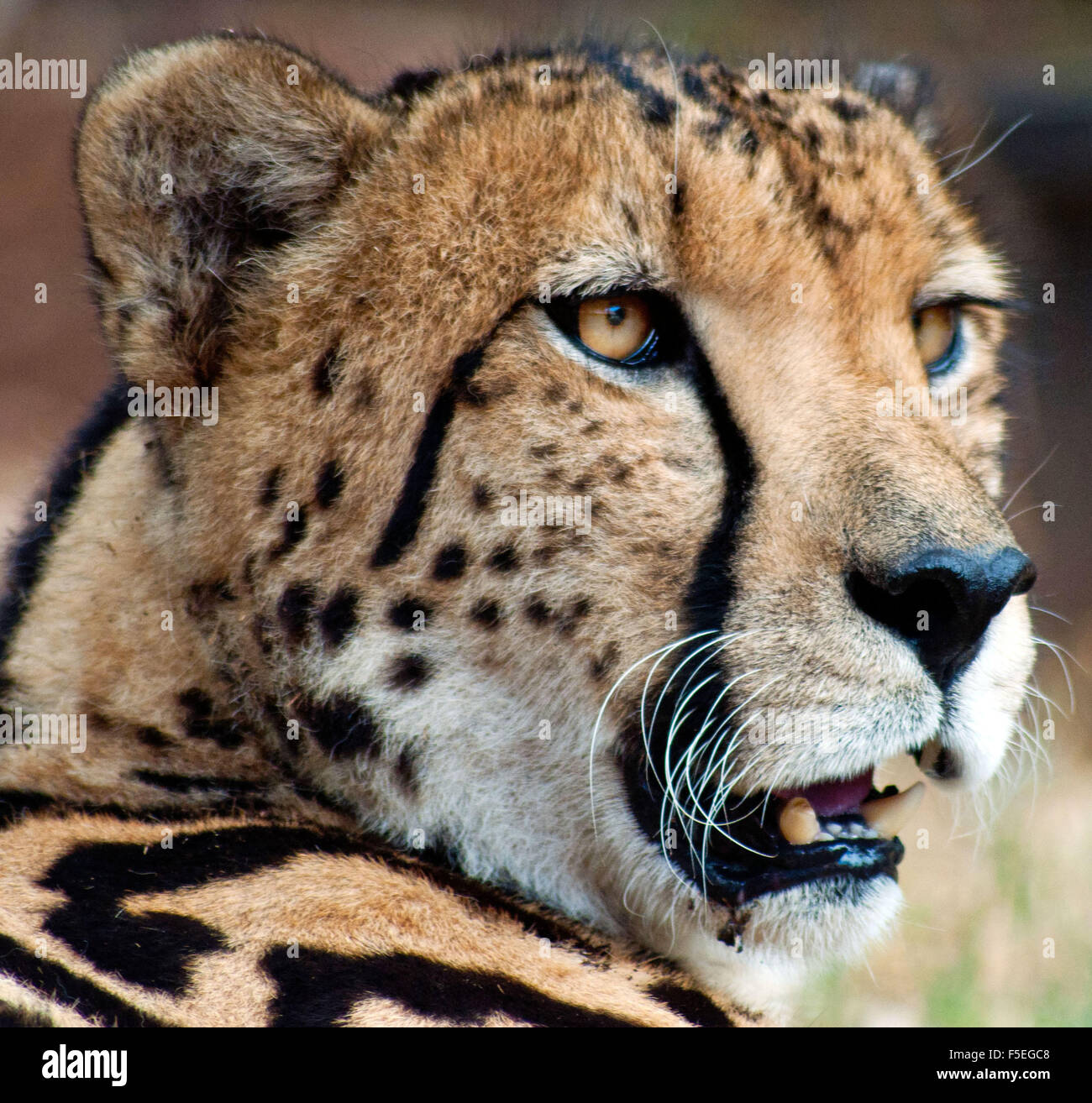 Close-up du Roi Guépard (Acinonyx jubatus), Afrique du Sud Banque D'Images