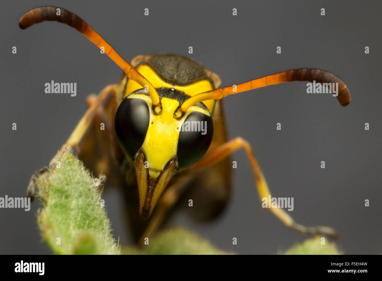 Close-up of a yellow jacket wasp, Bekasi, Java ouest, Indonésie Banque D'Images