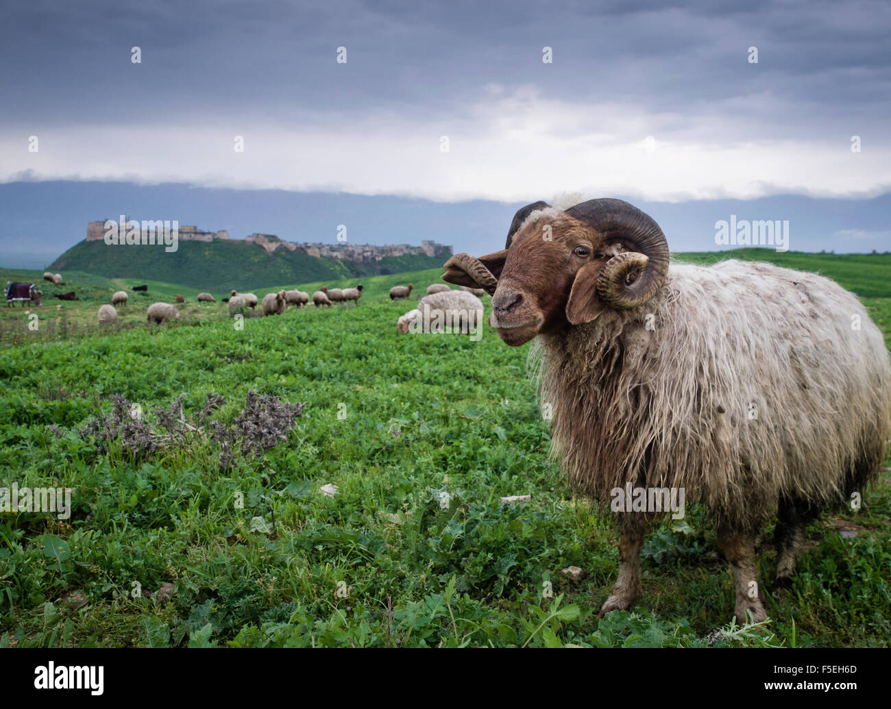 Troupeau de moutons, Qalaat al-Madiq, Hama, en Syrie Banque D'Images