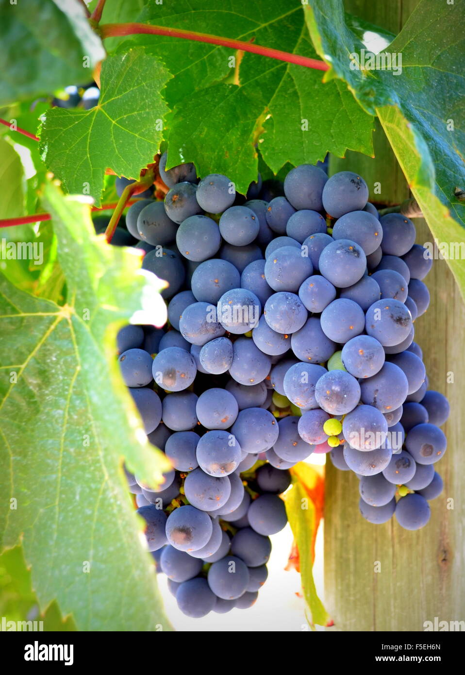 Gros plan d'une grappe de raisin dans la région de vineyard Banque D'Images