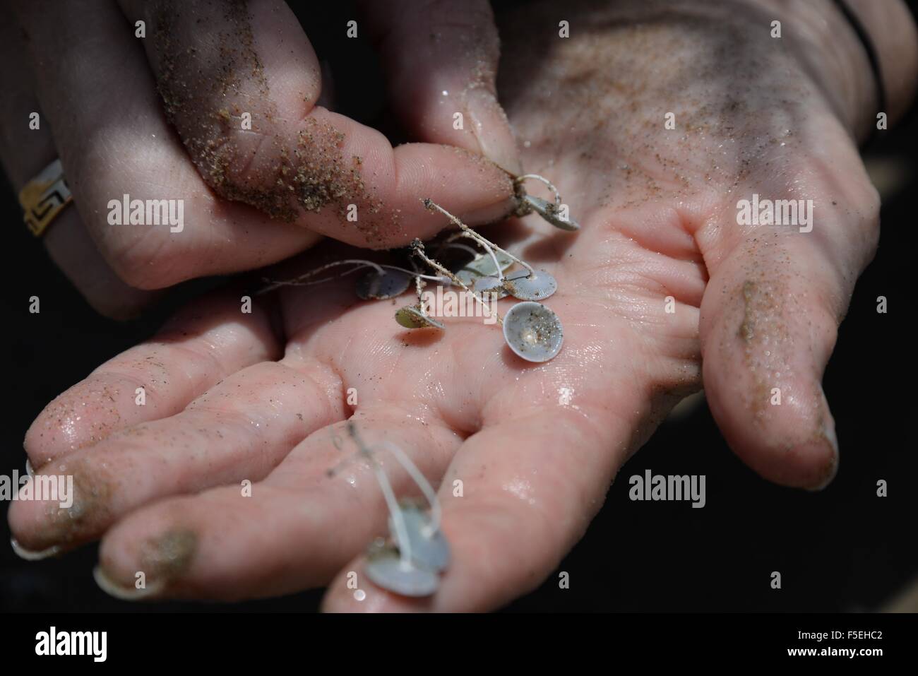 Close-up of hand holding algues, Grèce Banque D'Images