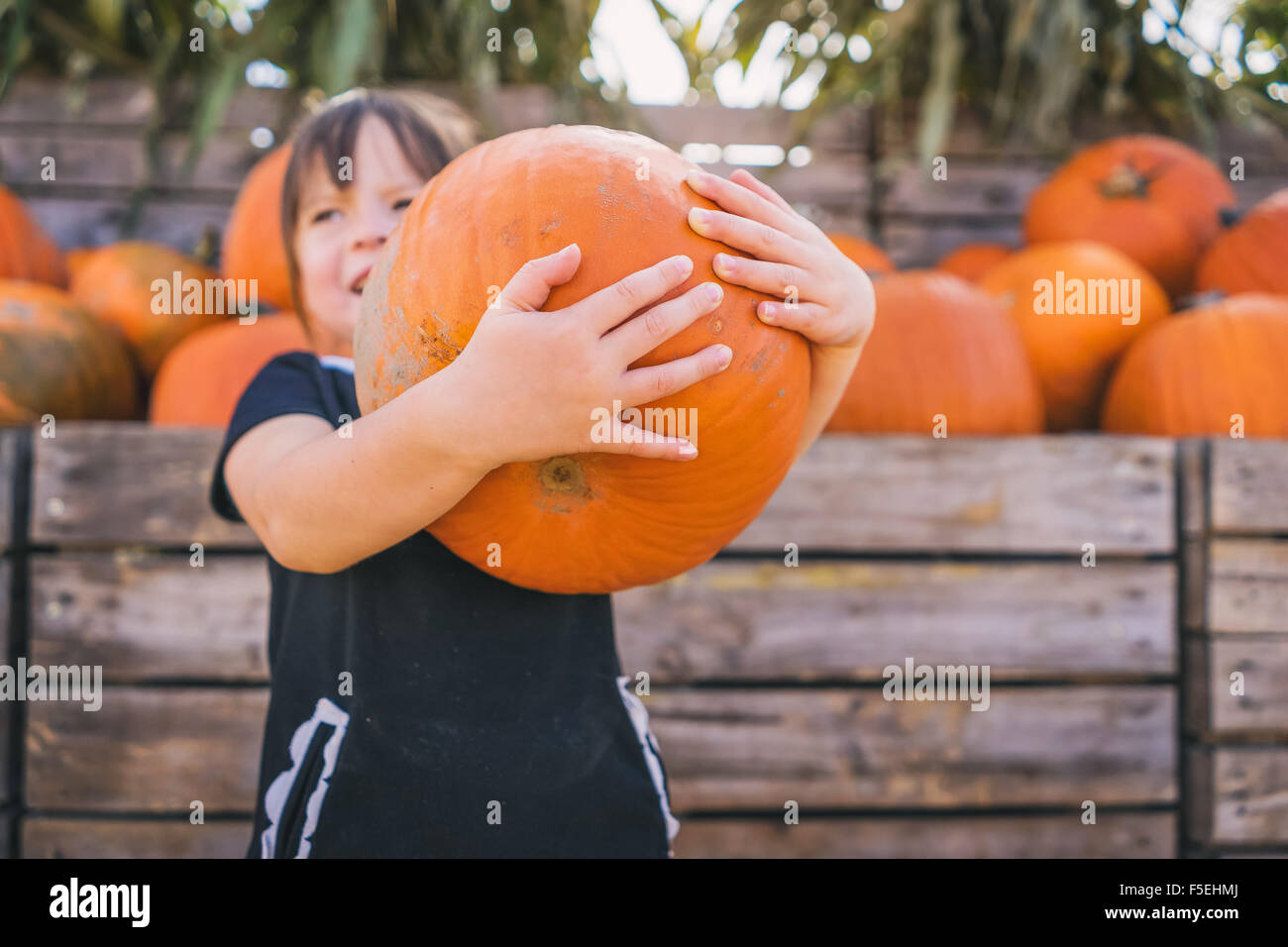 Girl holding large à la citrouille pumpkin farm Banque D'Images