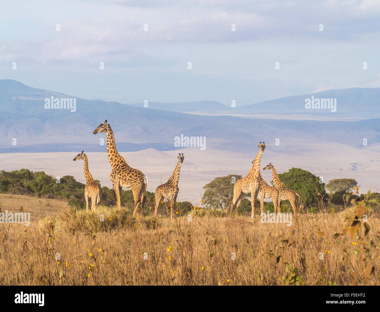 Troupeau de girafes sur le bord de la cratère de Ngorongoro en Tanzanie, Afrique, au coucher du soleil. Banque D'Images