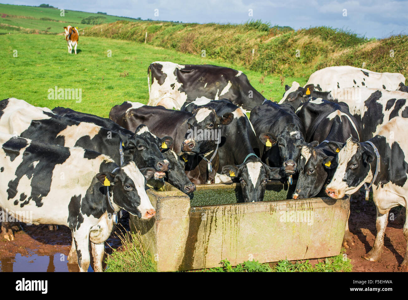 Les vaches de boire à un creux d'eau, Pays de Galles, Royaume-Uni Banque D'Images