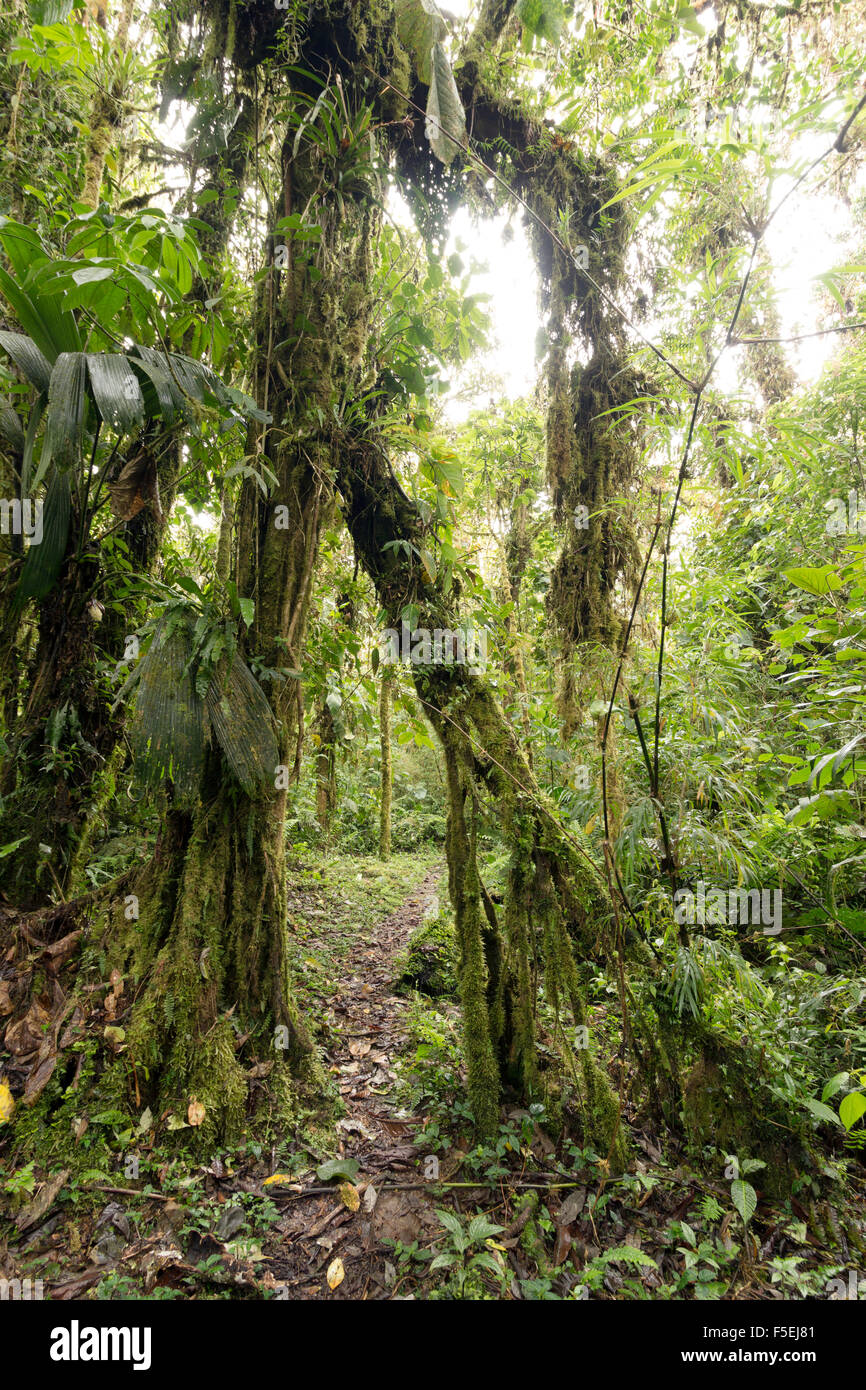 Sentier à travers Cloudforest à 2 200 m d'altitude sur les pentes des Andes équatoriennes. Banque D'Images