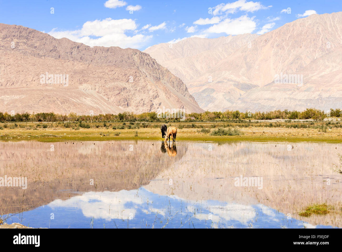 Hores sur l étang à Ladakh, Inde Banque D'Images