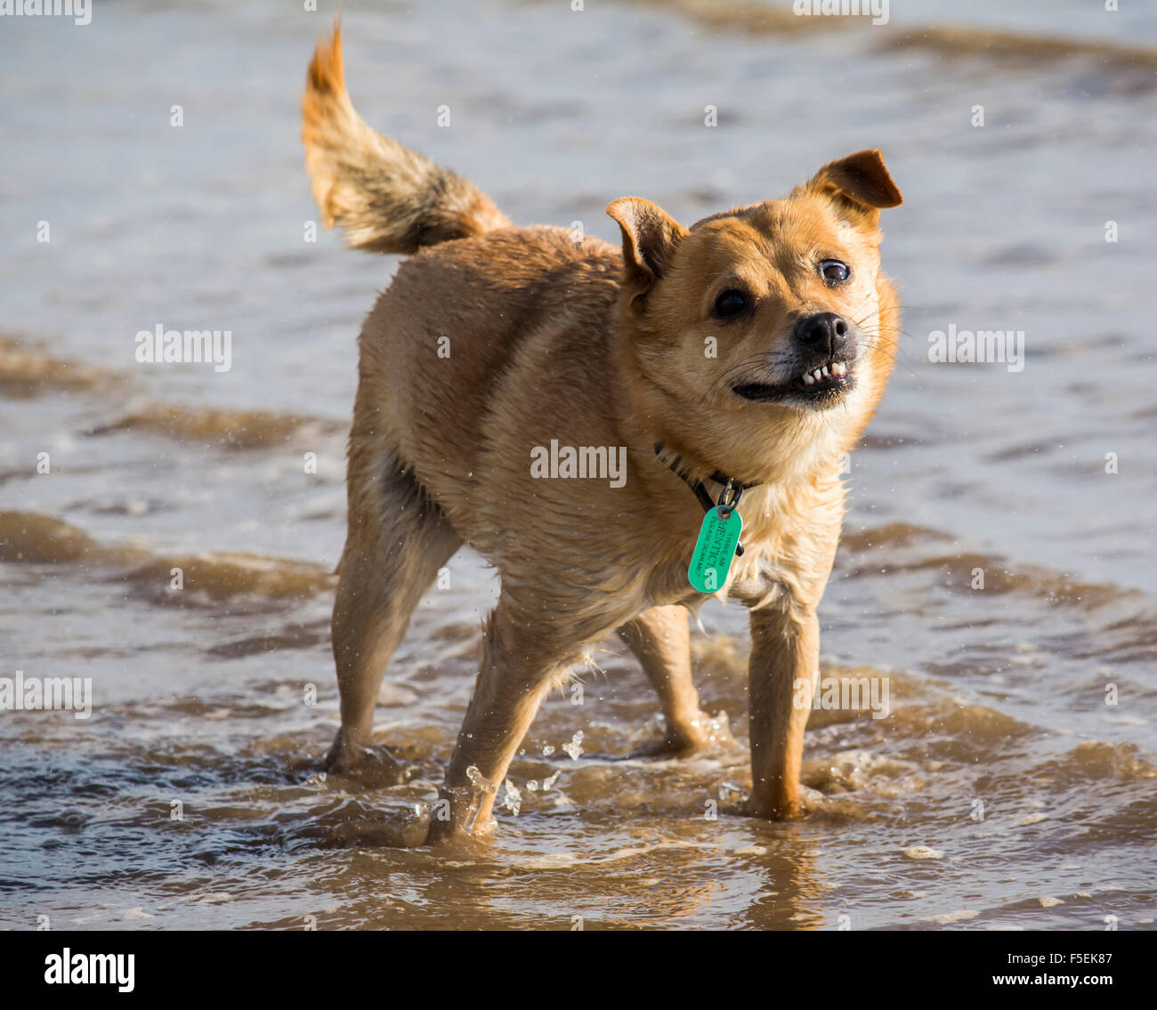 Shake Banque D'Images