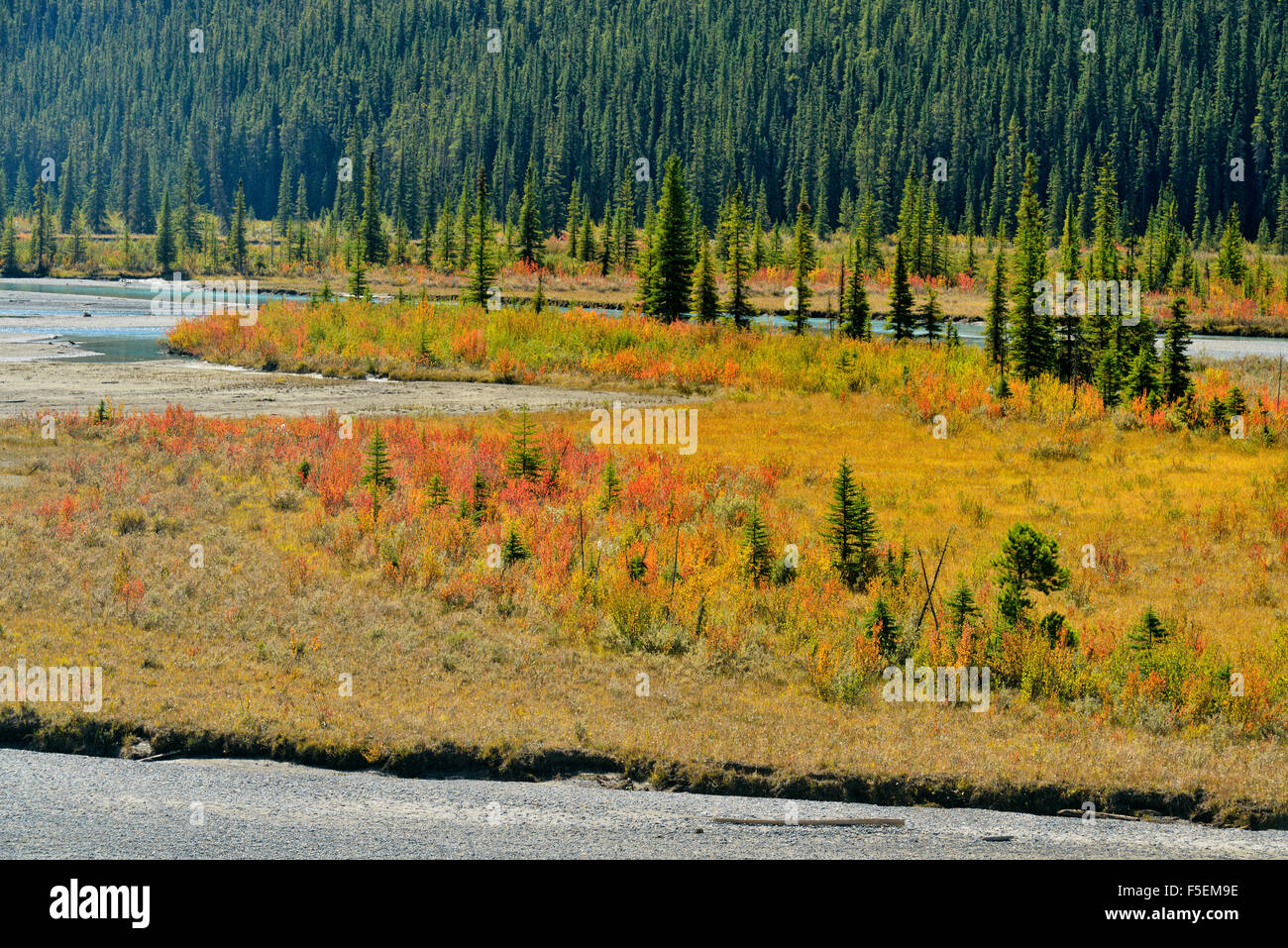 Automne couleur le long des rives de la rivière Saskatchewan Nord, Banff National Park, Alberta, Canada Banque D'Images