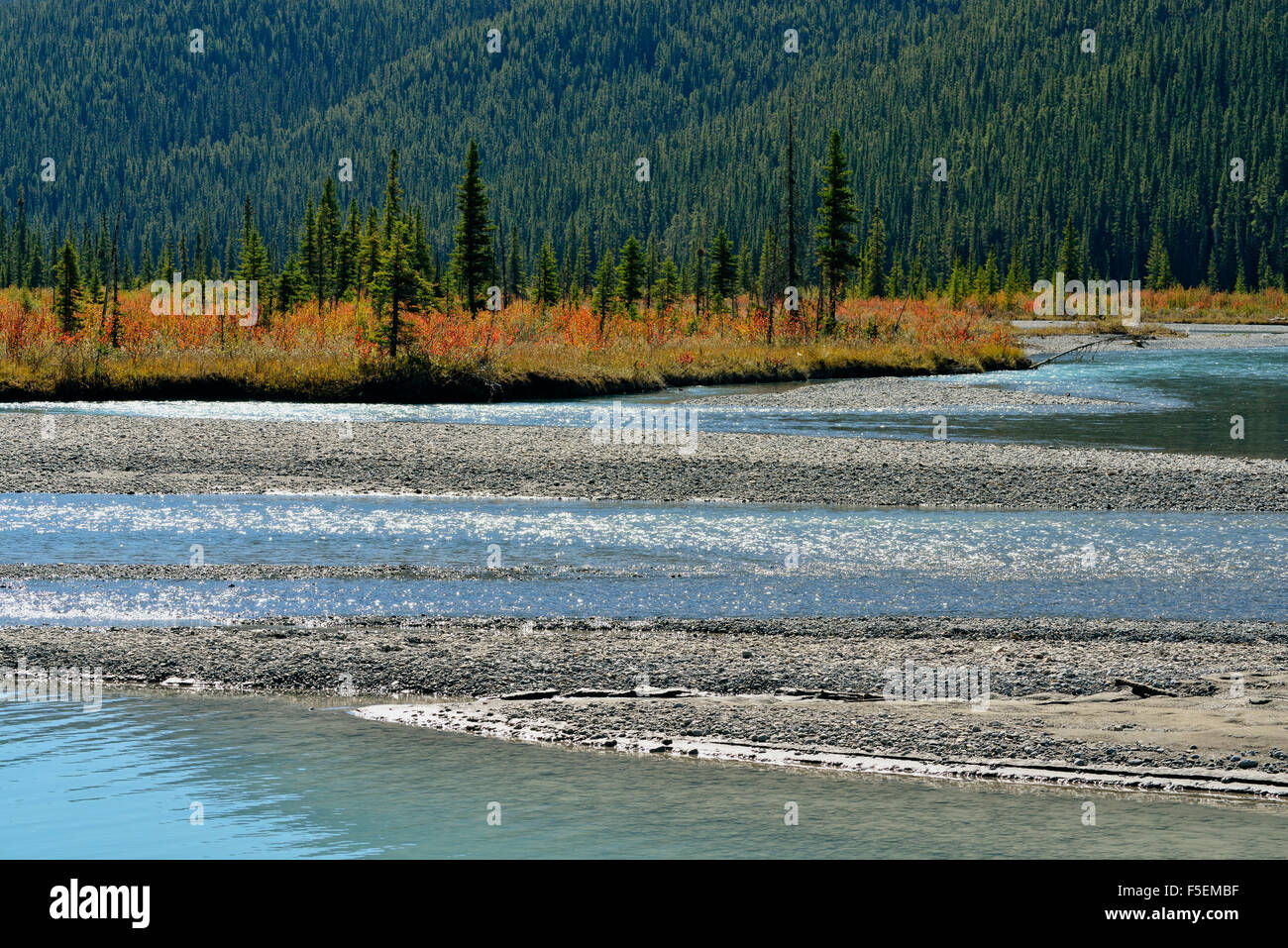 Automne couleur le long des rives de la rivière Saskatchewan Nord, Banff National Park, Alberta, Canada Banque D'Images