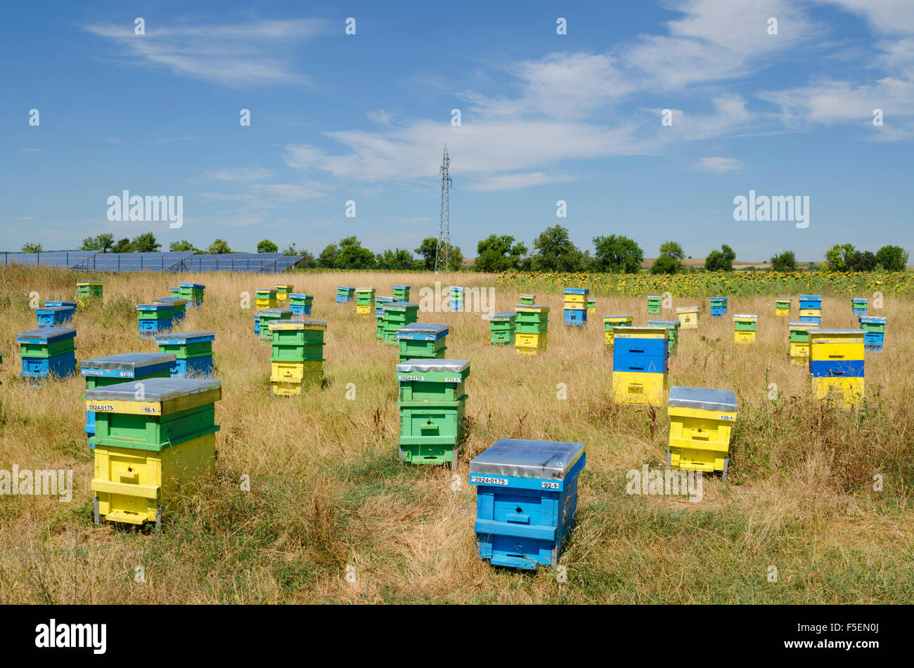 Ruches dans un champ d'herbes brûlées dans la campagne Banque D'Images