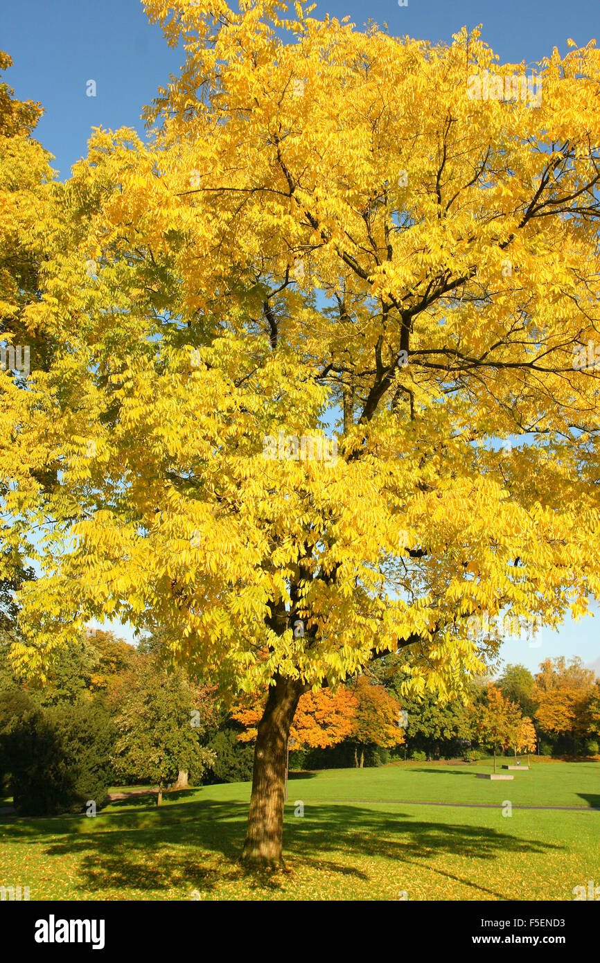 Arbre Pagode japonaise, Styphnolobium japonicum. Ensemble de l'arborescence sur l'automne Banque D'Images