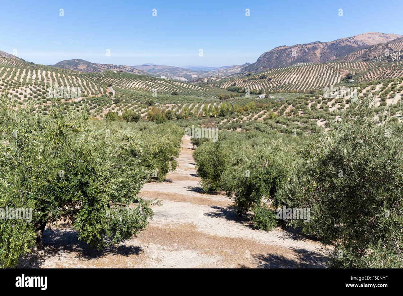 Andalousie, Espagne paysage avec des oliviers Banque D'Images