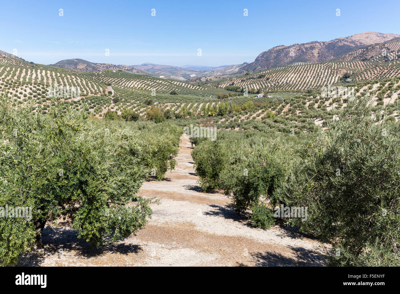 L'Andalousie, dans le sud de l'Espagne, l'Europe - oliviers Banque D'Images