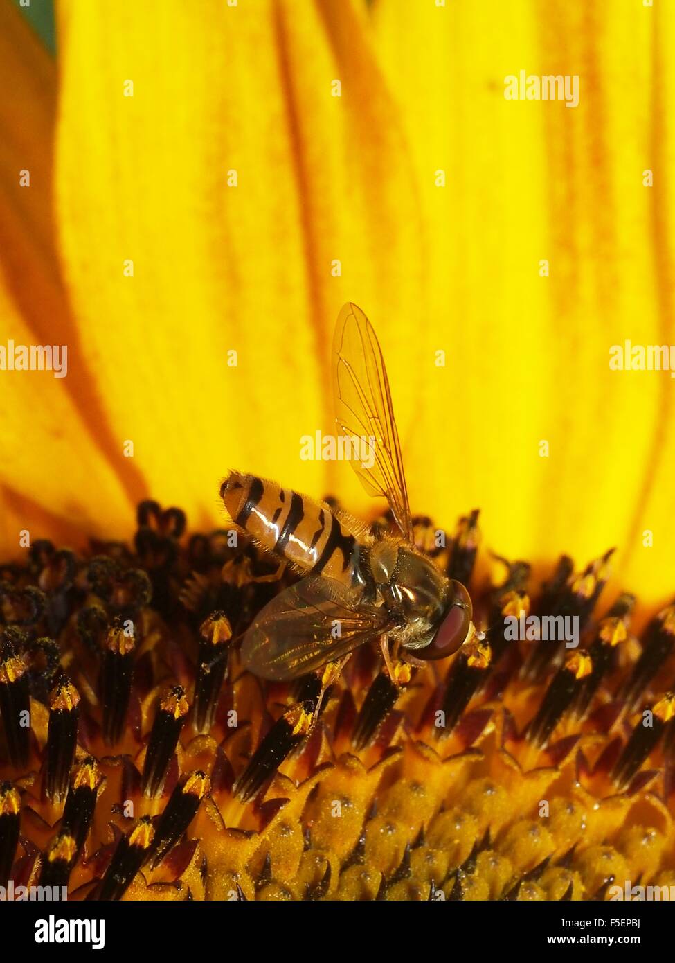 Haltères d'insectes diptères sur le tournesol Banque D'Images