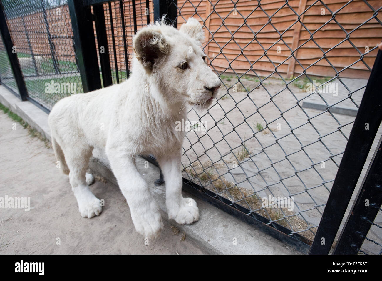 A 8-month-old white lion photographié à boîtier ZOO Banque D'Images