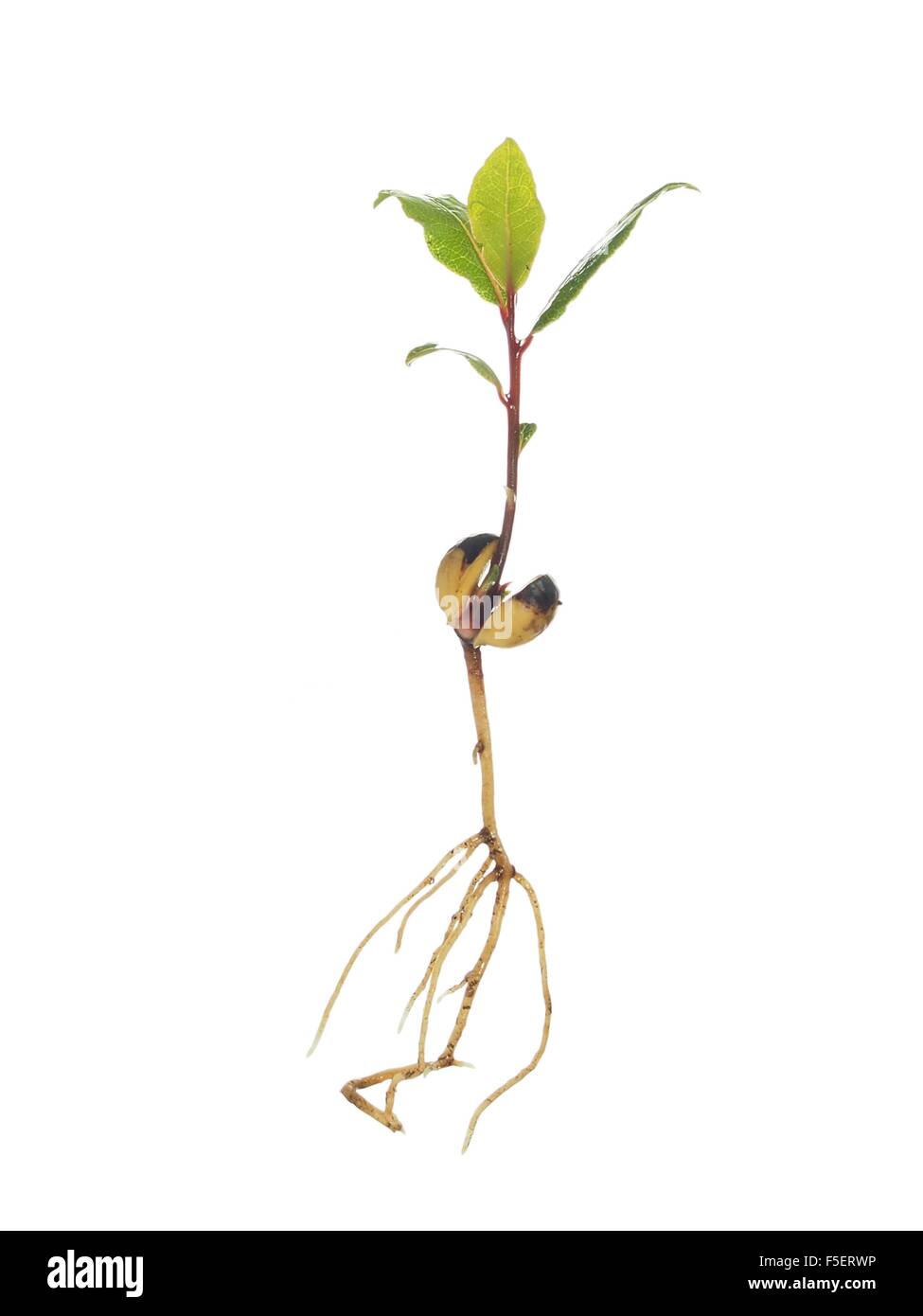 Laurier des semis avec la racine sur fond blanc Banque D'Images