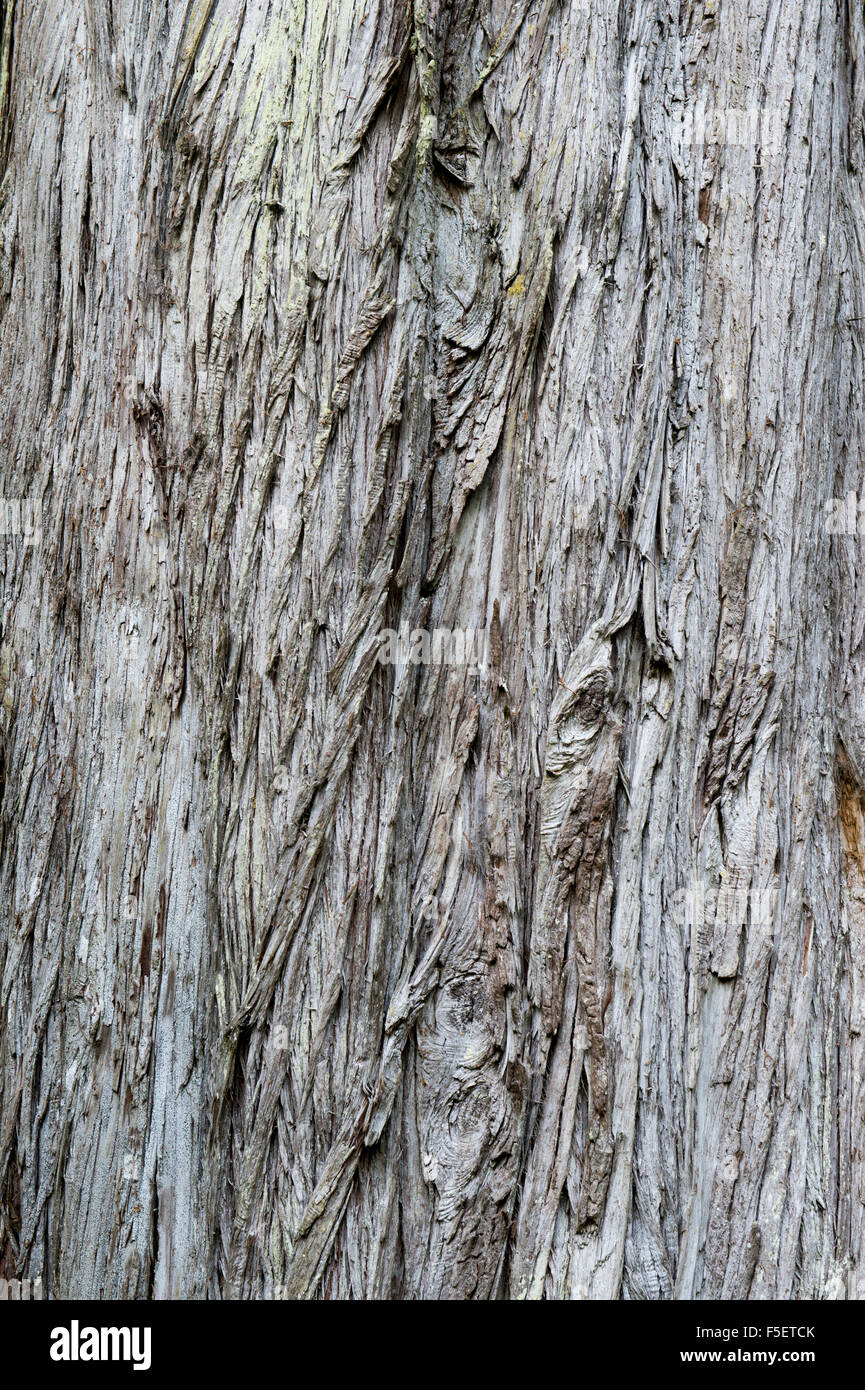 Cupressus macrocarpa. Cyprès de l'écorce des arbres close up abstract Banque D'Images