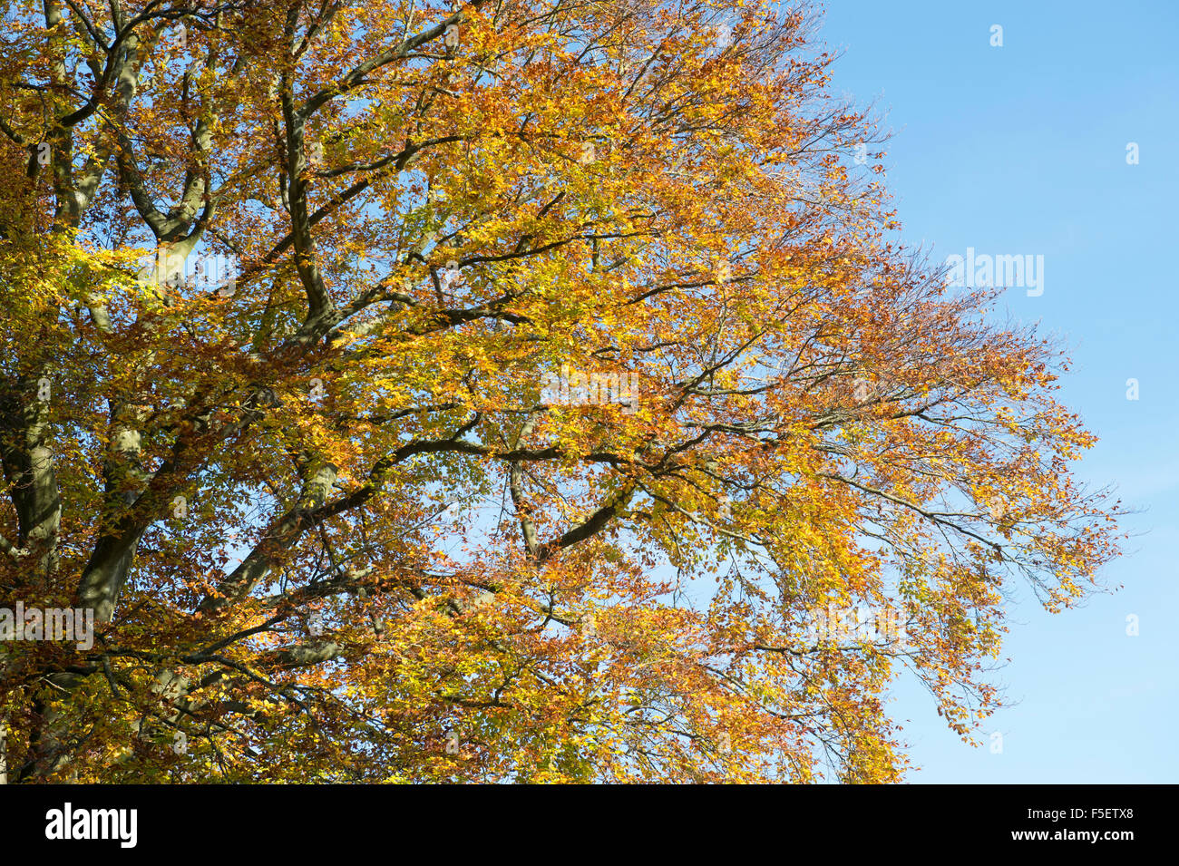 Fagus sylvatica. Beech tree avec feuillage de l'automne dans la campagne des Cotswolds. Le Gloucestershire, Angleterre. Banque D'Images