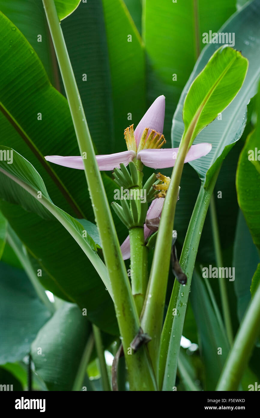 Fleur de bananier Banque D'Images
