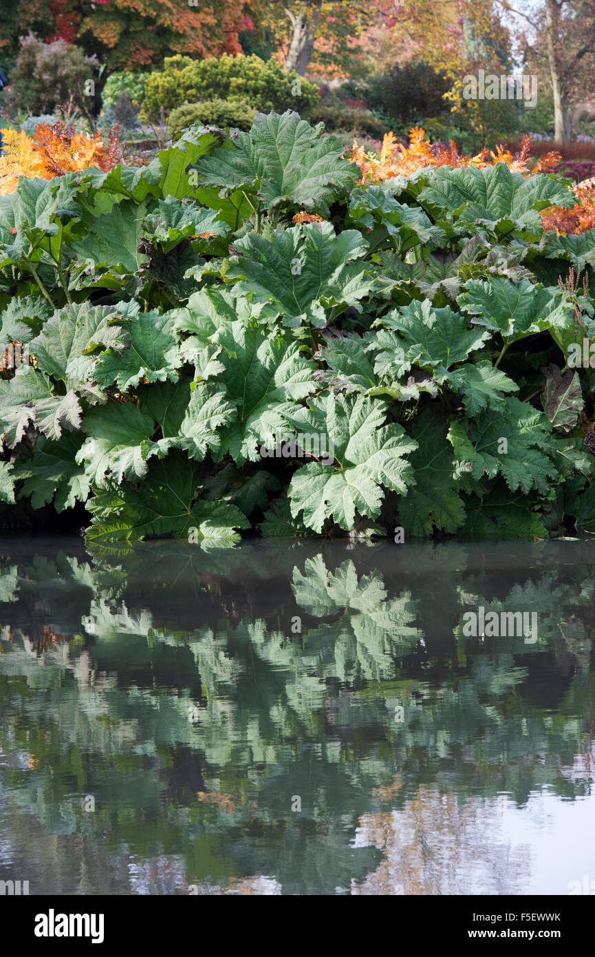 Gunnera tinctoria, rhubarbe géante feuilles à l'automne se reflétant dans un étang à RHS Wisley Gardens, Surrey, Angleterre Banque D'Images