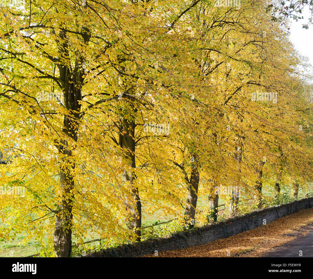 Carpinus betulus. Charme arbres en automne le long d'une route dans le Northamptonshire, Angleterre Banque D'Images