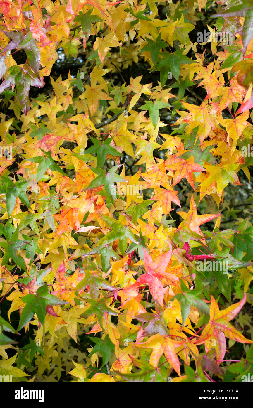 Liquidambar styraciflua Corky. Sweet Gum Tree feuilles en automne Banque D'Images