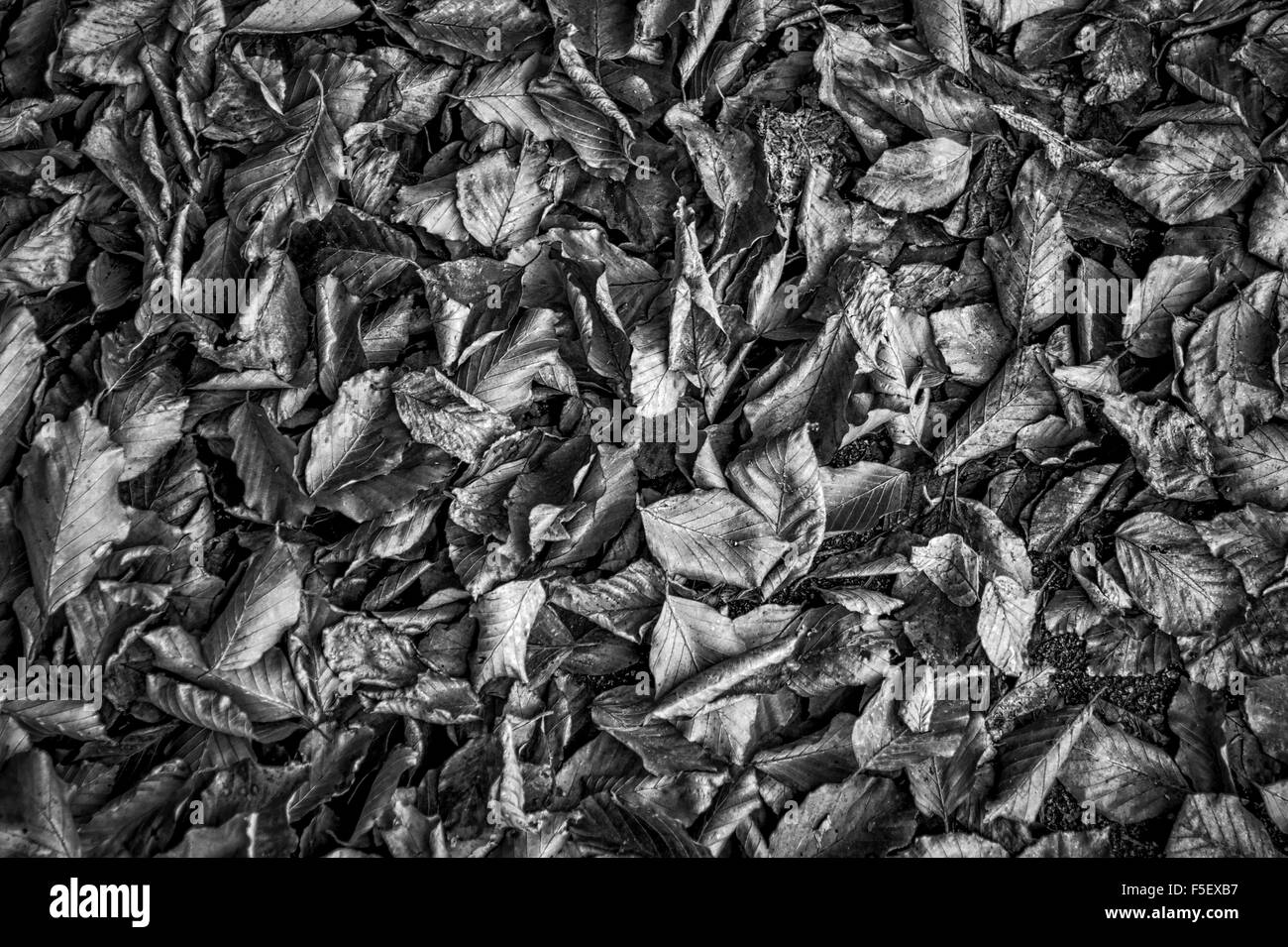 Les feuilles tombées sur le sol en noir et blanc à contraste élevé Banque D'Images Les feuilles tombées sur le sol en noir et blanc à contraste élevé Banque D'Images