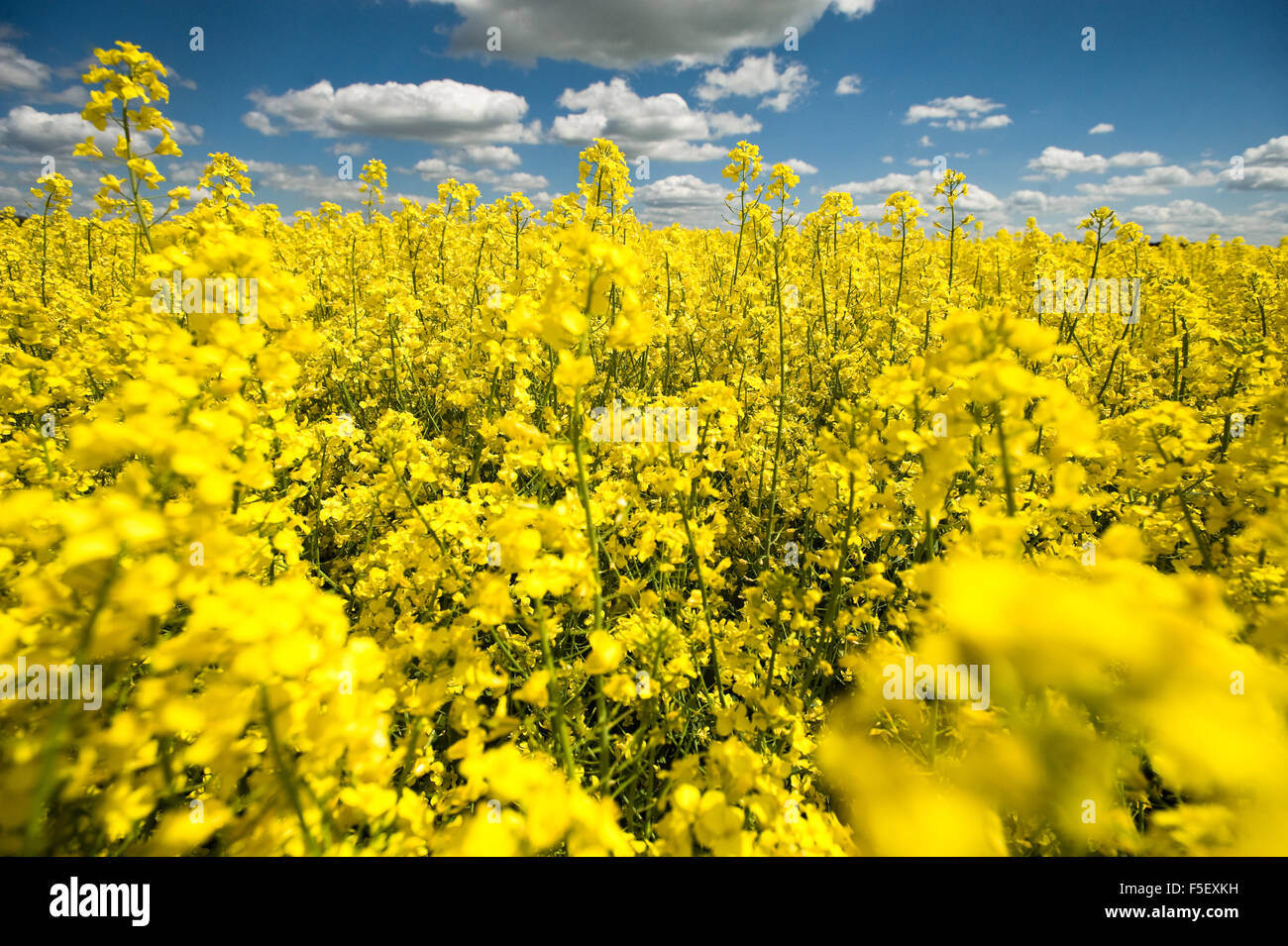 Champ de colza en fleur avec ciel bleu et nuages. Banque D'Images