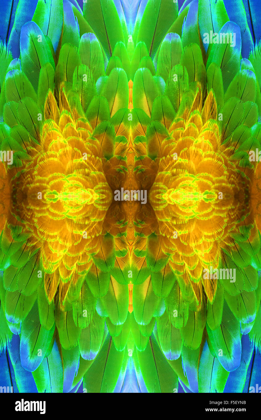 Beau vert-winged Macaw (Ara chloropterus) retour feather Banque D'Images