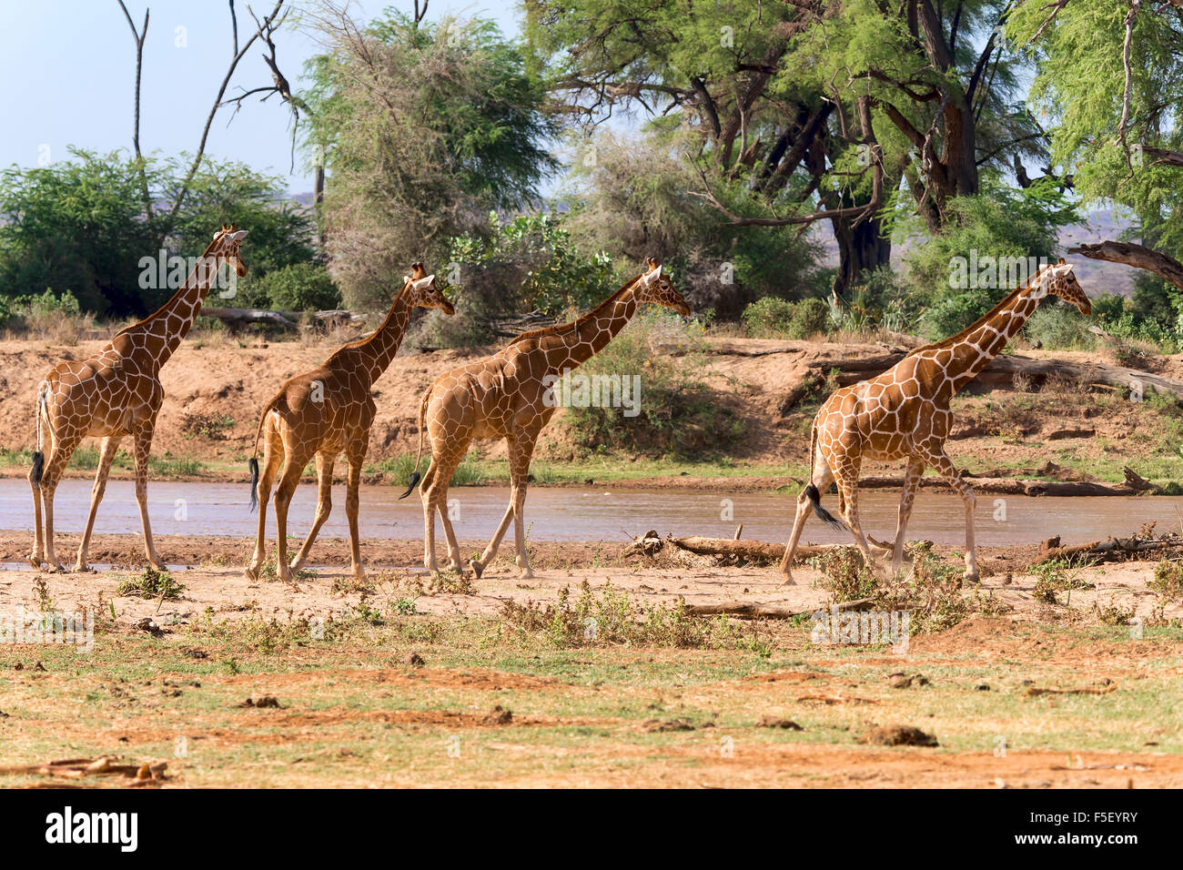 Giraffe réticulée ou Somali girafes (Giraffa camelopardalis reticulata) courir le long de la rivière, la réserve nationale de Samburu, Kenya Banque D'Images