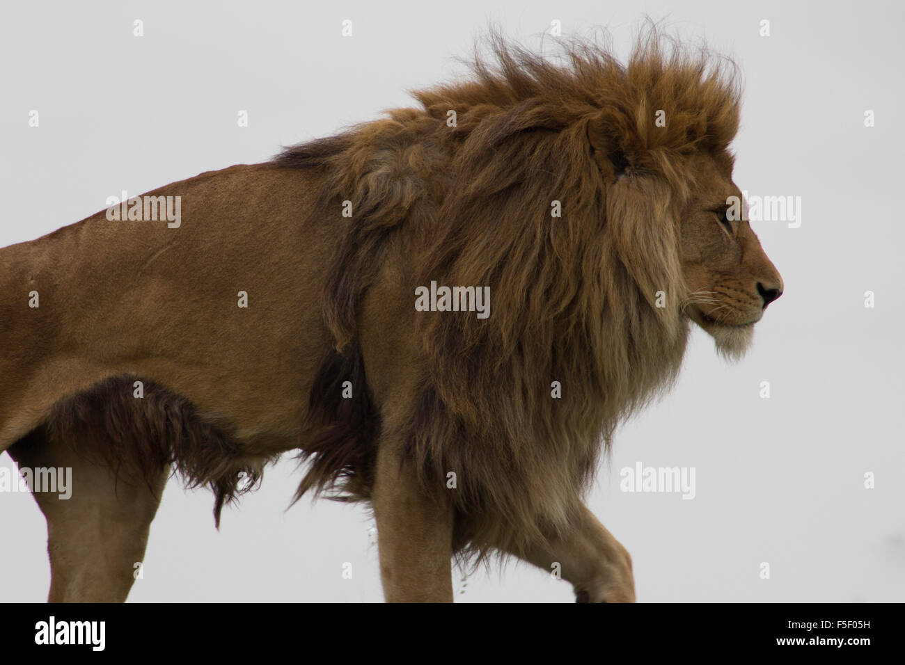 Un lion à la Le Woburn Safari Park, en Angleterre, dans la distance Banque D'Images