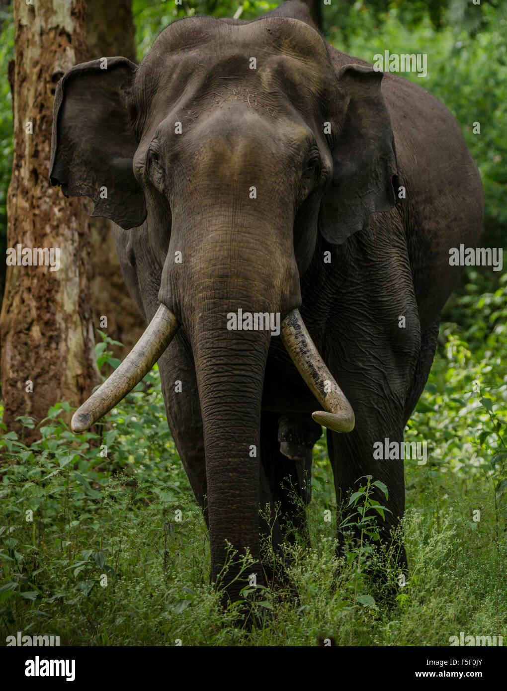 Portrait de l'éléphant sauvage ! Banque D'Images