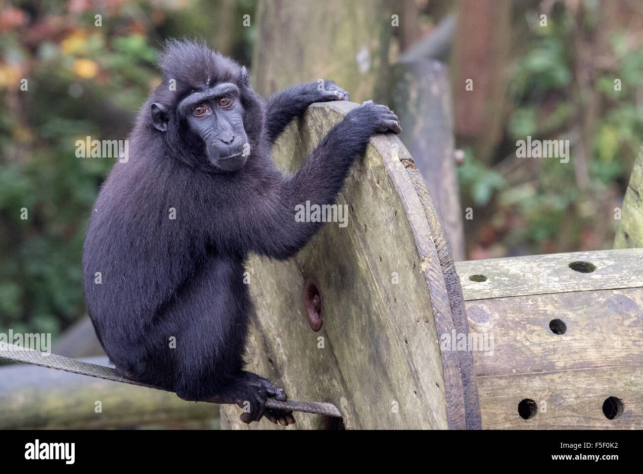 Un macaque à crête Sulawesi mâle au Zoo de Dudley, West Midlands UK Banque D'Images
