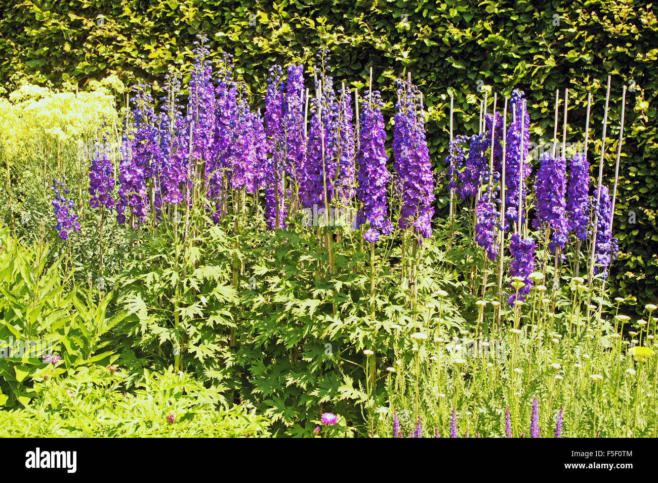 Jardin à l'abbaye d'Anglesey Gants Fox frontière herbacées Cambridgeshire Banque D'Images
