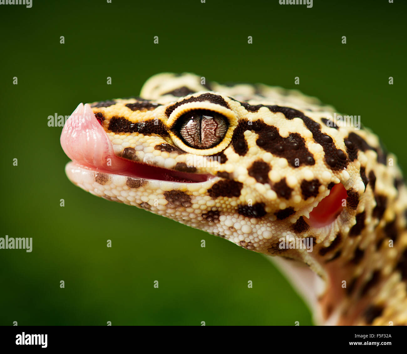 Un leopard gecko lèche l'eau potable à partir de de son nez Banque D'Images
