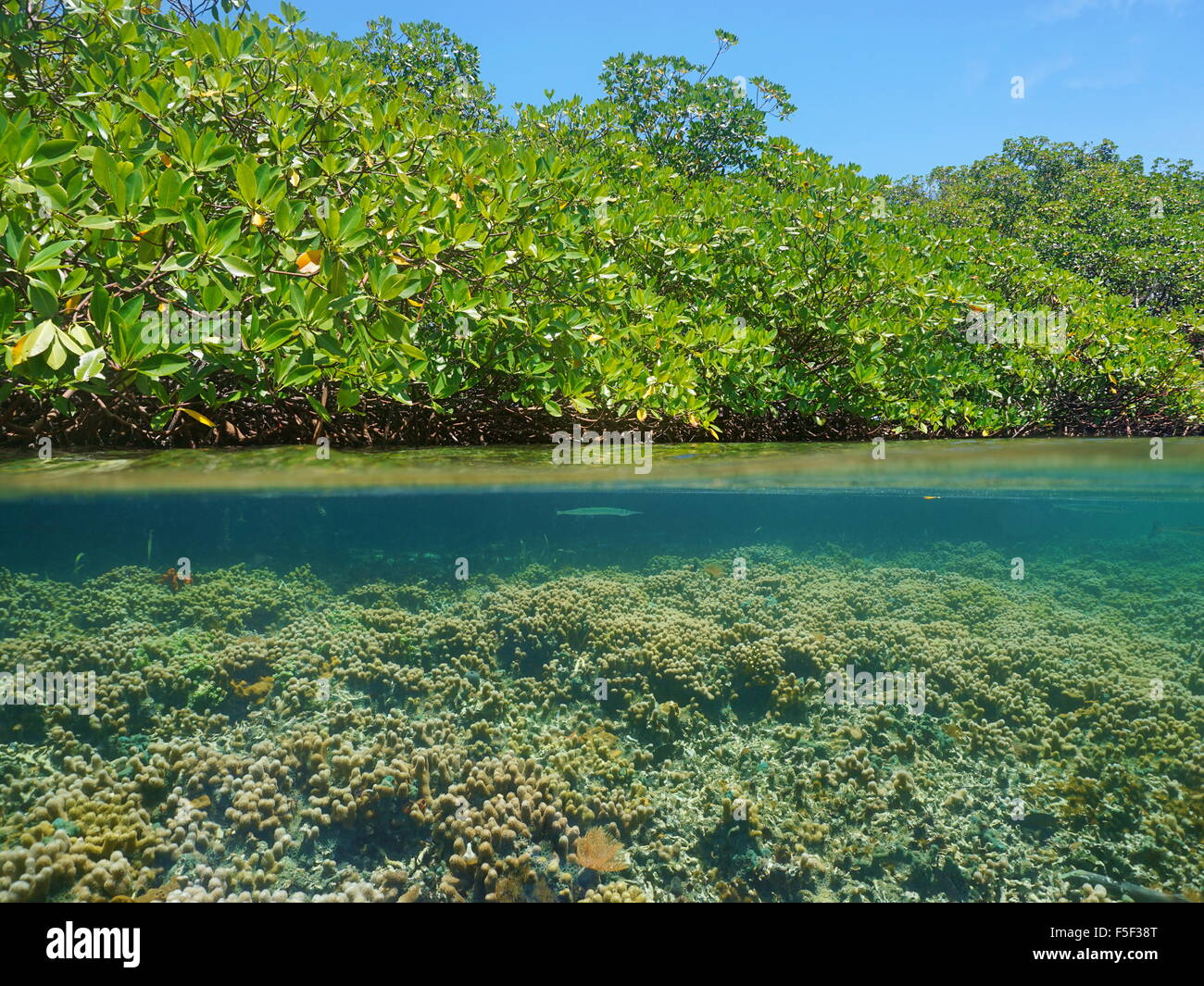 Au-dessus et au-dessous de la surface de la mer près de mangroves avec un récif peu profond sous l'eau, Caraïbes, Panama, Amérique Centrale Banque D'Images