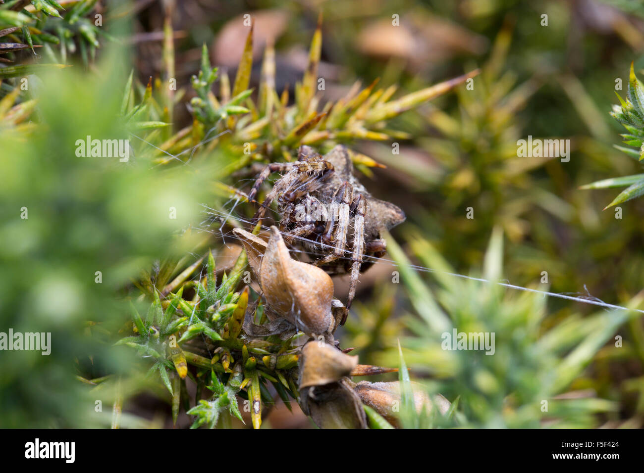 Orb angulaire Spider Araneus angulatus tissage ; Cornwall, UK Banque D'Images