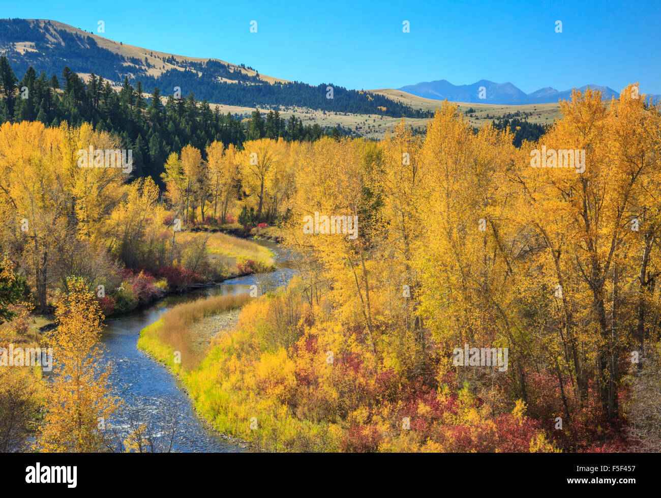 Couleurs d'automne le long de la petite rivière Blackfoot, avec des sommets de la gamme Flint Creek dans la distance près de Garrison, Montana Banque D'Images