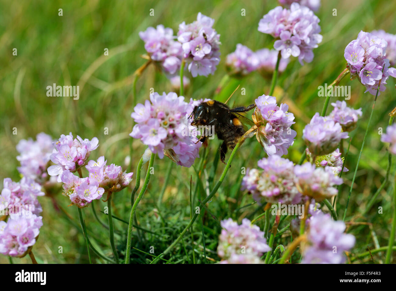 Abeille sur Thrift fleurs ; UK Banque D'Images