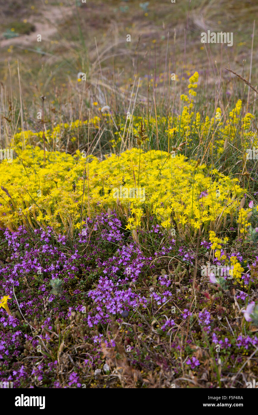 Biting Stonecrop Sedum acre ; ; avec le thym ; été ; UK Banque D'Images