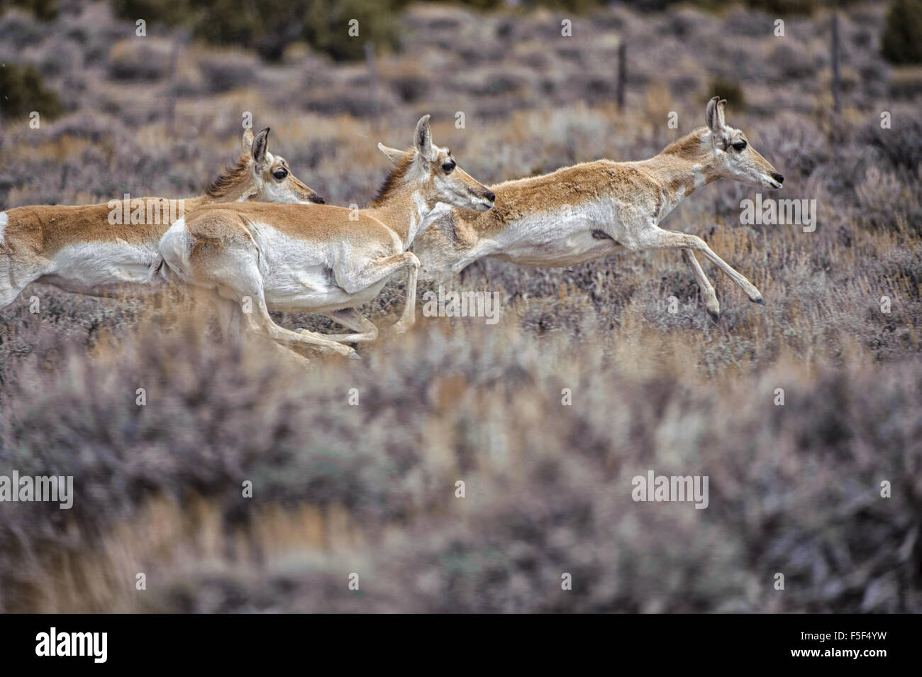 L'Antilope d'Amérique (Antilocapra americana), sable Lavabo, Colorado, USA Banque D'Images