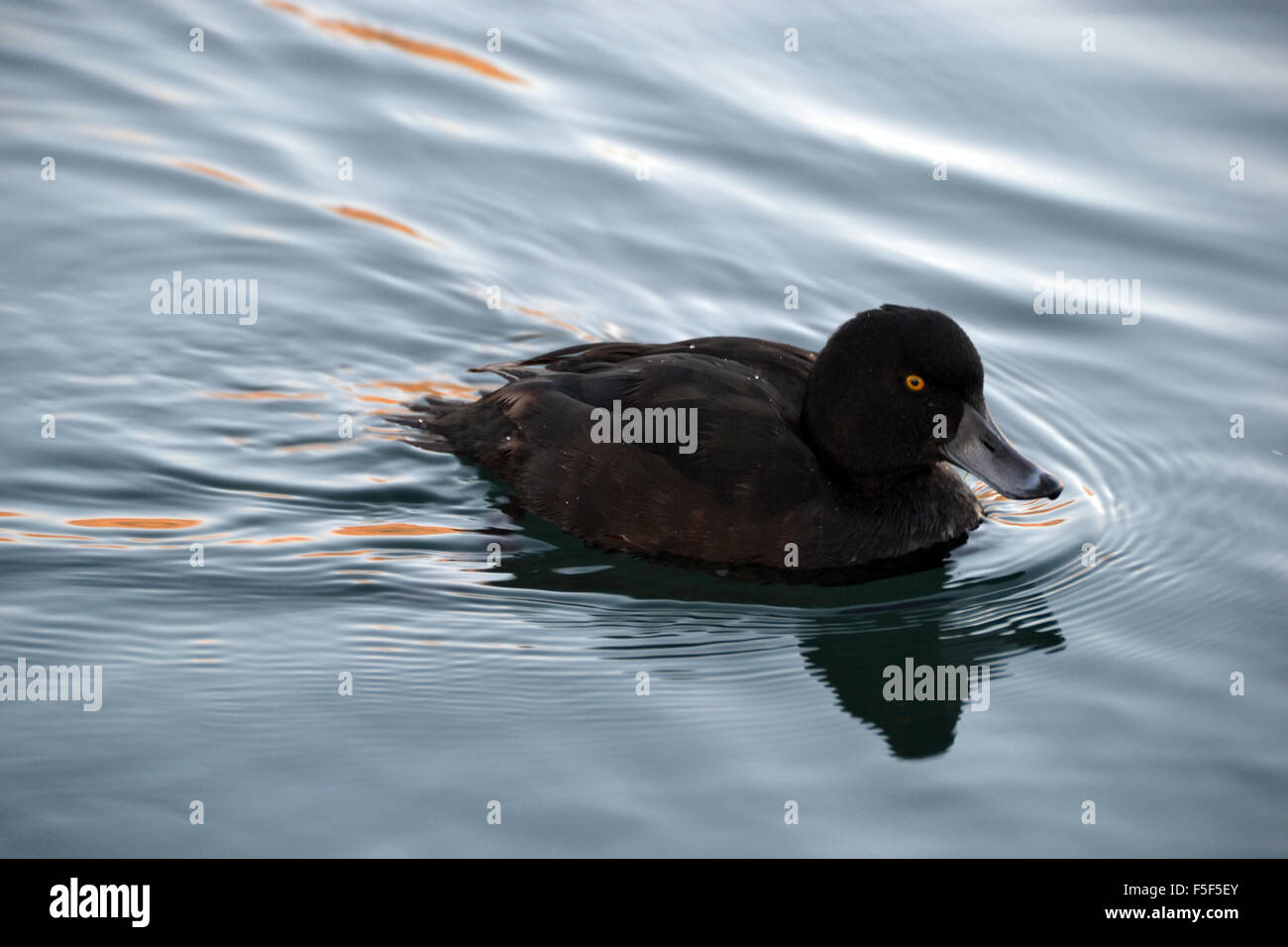 Lake Wanaka canard plongeur, Aythya novaeseelandiae, espèce endémique de Nouvelle-Zélande, nage à l'aube, Wanaka, Nouvelle-Zélande Banque D'Images