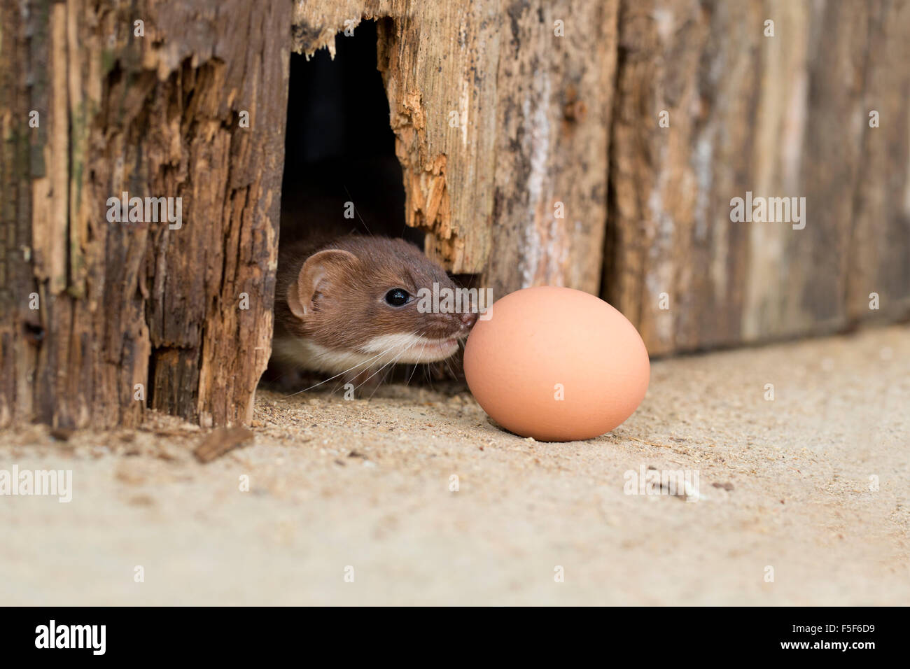 ; Hermine Mustela erminea seul avec oeuf, Devon, UK Banque D'Images