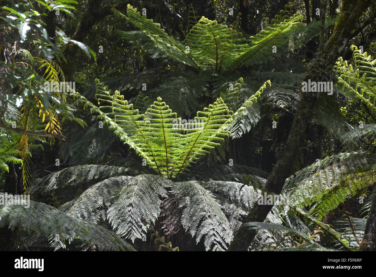 Fern tree, South Island, New Zealand Banque D'Images